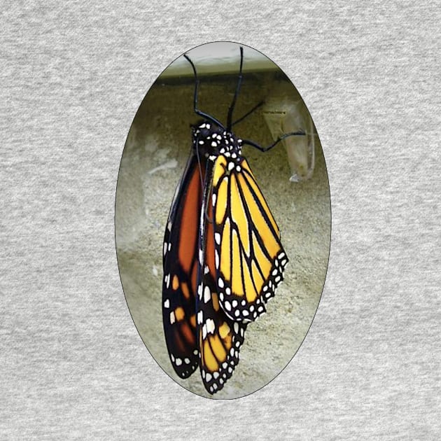 Monarch Butterfly by ARTWORKandBEYOND